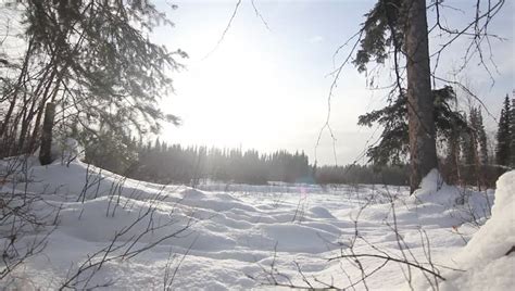 snow alaska trees falling front sunlight Stock Footage Video (100% Royalty-free) 5901911 ...