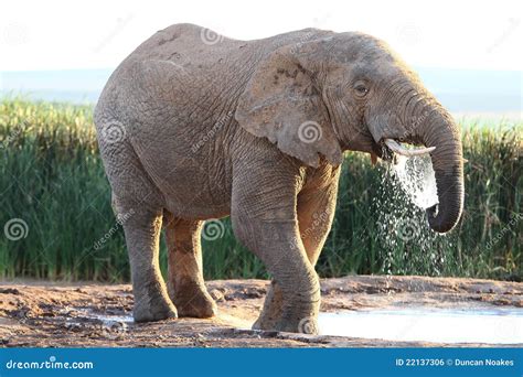 African Elephant Drinking Water Stock Photo - Image of mammal, sunset ...