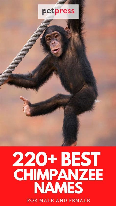 220+ Best Chimpanzee Names - Popular Chimpanzee Name Ideas