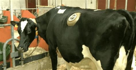 Agriculture Industry's Dirty Secret: Mutilating Cows By Drilling Holes In Them