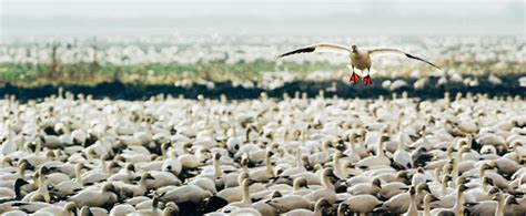 Snow goose flying over flock — white, travel destination - Stock Photo ...