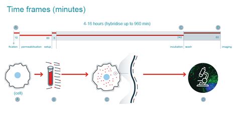 Stellaris RNA FISH | LGC Biosearch Technologies