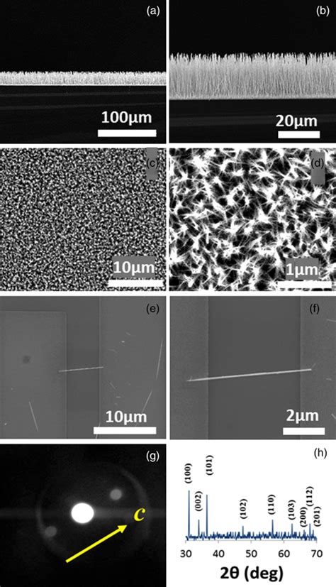 (a) Low‐magnification side‐view SEM image, (b) high‐magnification ...