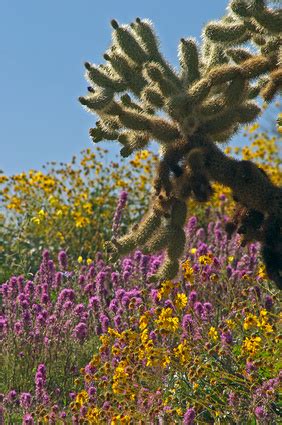 Plants Found in a Tropical Desert | Garden Guides