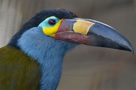 Plate-billed Mountain Toucan | Toucans, San diego zoo, Birds