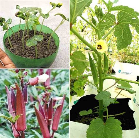 Lady Finger Plant Diseases, Pests, Spacing (Okra/Bhindi) | Gardening Tips