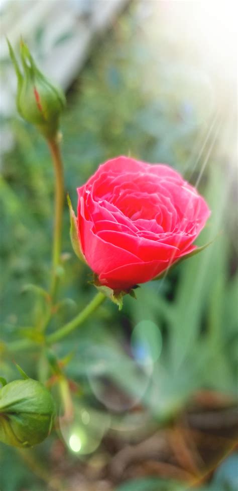 Miniature rose from my garden. : r/pics