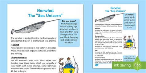 Narwhal Fact File (teacher made) - Twinkl