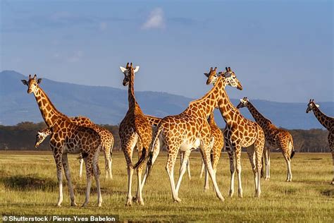 Giraffes have FOUR distinct species, genome study reveals | Daily Mail ...