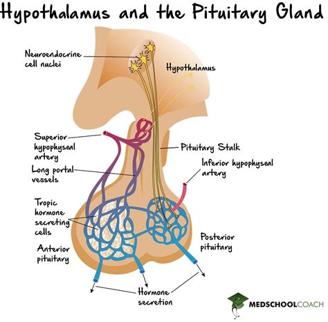 Hypothalamus and the Pituitary Gland – MCAT Biology | MedSchoolCoach