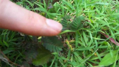 Sensitive Plant - YouTube