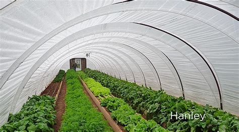 $500 Greenhouse: How To Build A Hoop House