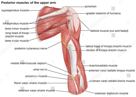 Arm Muscles Diagram Posterior Muscles Of Scapular Region And | Images ...