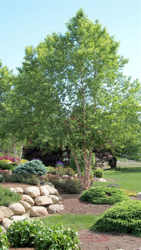 Betula nigra (River Birch tree) River Birch Landscaping, Home ...