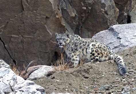 Snow Leopards and Conservation Travel in Ladakh, India – Nature's Gateway