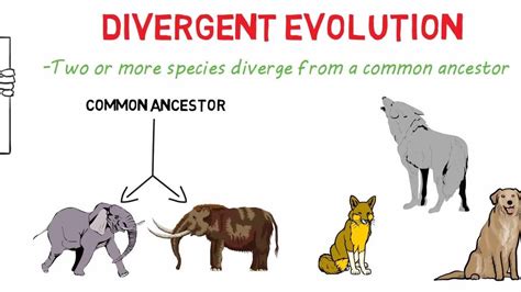 Convergent vs Divergent Evolution | evolution | Convergent and ...