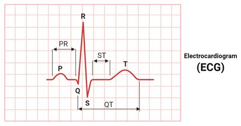 Electrocardiogram (ECG): Parts, Principle, Procedure, Types