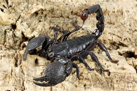 Scorpion Species - Scorpion Facts and Information