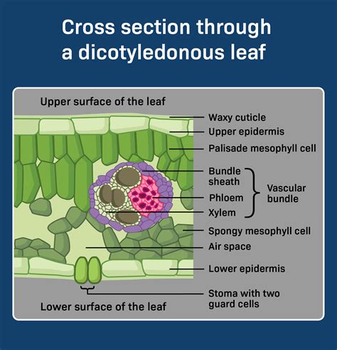 List 92+ Pictures The Spongy Mesophyll Is So Named Because It Superb