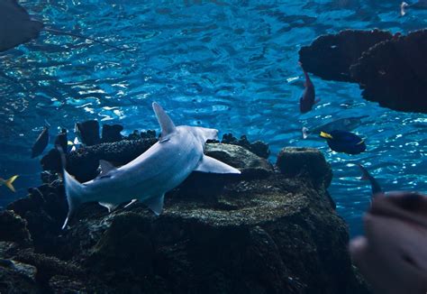 Offshore Winds: Long Beach Aquarium