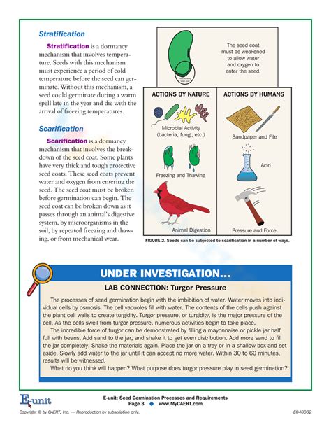 Seed Germination Processes Worksheet