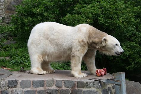 Bestand:Polar Bear at Edinburgh Zoo.jpg - Wikipedia