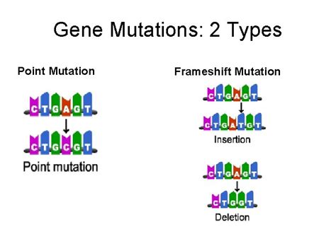 Human Genetic Mutations 2 Main Types of Mutations