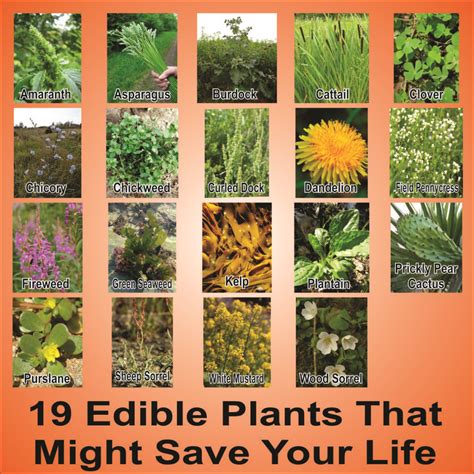 Edible Plants In Your Backyard