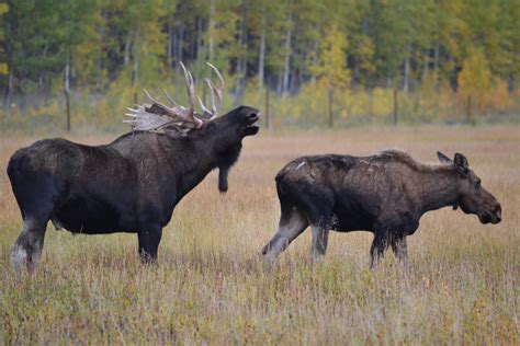 What Does It Mean When a Moose Drops Its Antlers? Discover the ...