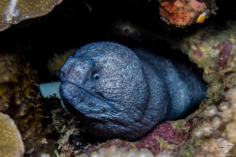 Granite Moray Eel – Facts and Photographs | Seaunseen