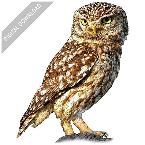 Stock Art Drawing of a Little Owl