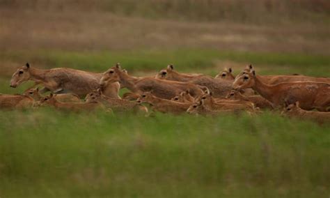 How satellite collars are paving the way for smarter saiga antelope conservation