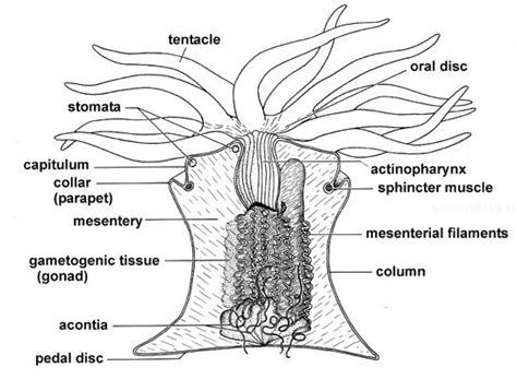 Anthozoan | Cnidaria, Biology diagrams, Biology facts