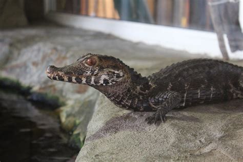 Cuvier's Dwarf Caiman - July 2019 - ZooChat