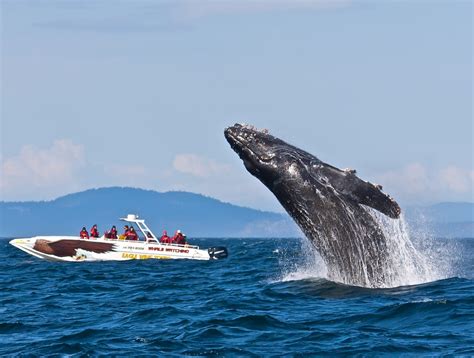 Whale Watching In Vancouver • Travel Tips