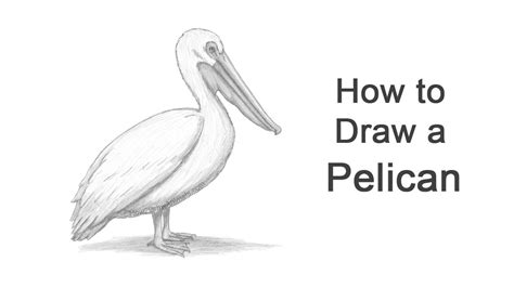 How to Draw a Pelican - YouTube