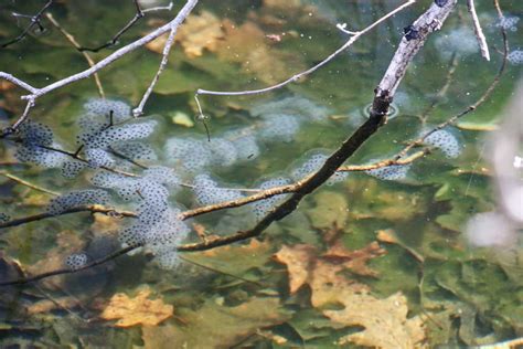 Vernal Pool Update | Norcross Wildlife Sanctuary & Foundation