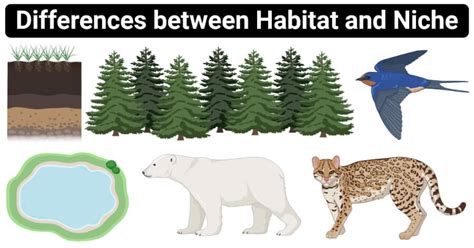 Habitat vs. Niche: 14 Major Differences, Examples