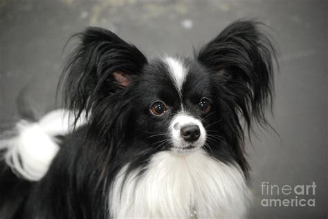 Black and White Papillon Dog Photograph by DejaVu Designs - Pixels