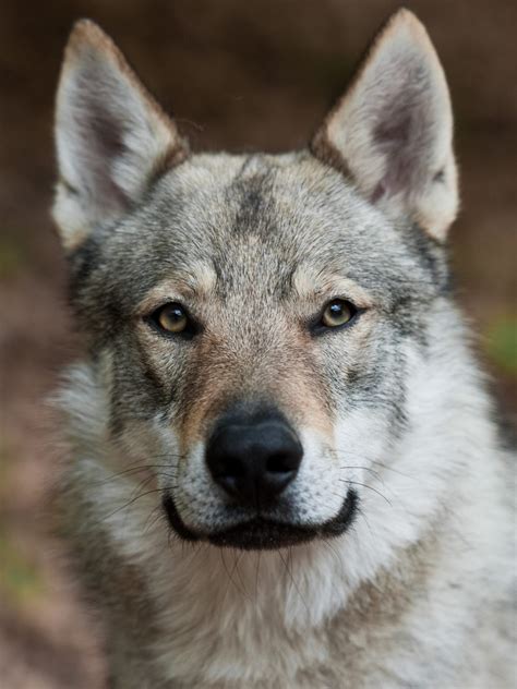 Czechoslovakian Wolfdog - Animal Corner