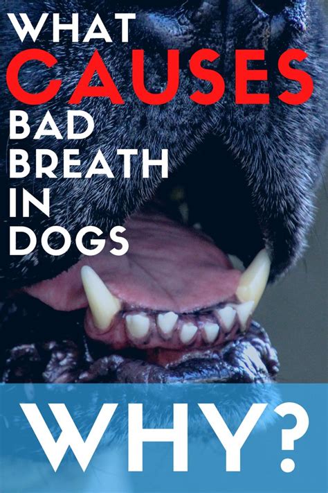 Dog Bad Breath Causes | Bad dog breath, Bad breath, Dog breath