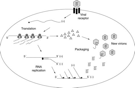 Intracellular determinants of picornavirus replication: Trends in Microbiology