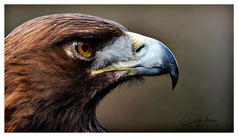 golden eagle portrait by PhotographyChris on DeviantArt