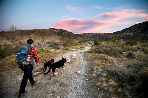 Discovering Dog-Friendly Hiking Trails with Waterfalls