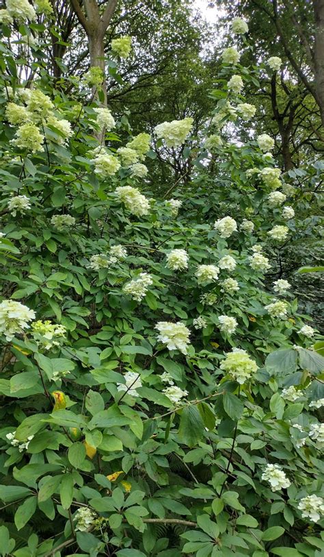 Hydrangea paniculata - Trees and Shrubs Online