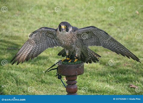 Falcon stock photo. Image of falconry, wingspan, bird - 23752684