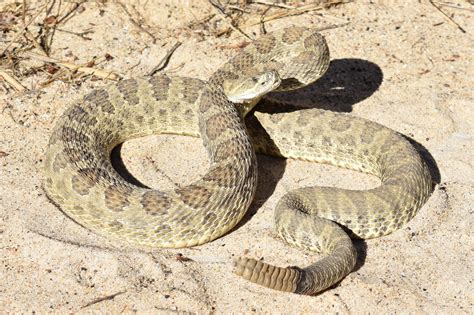 Prairie Rattlesnake (Crotalus viridis) - Amphibians and Reptiles of ...