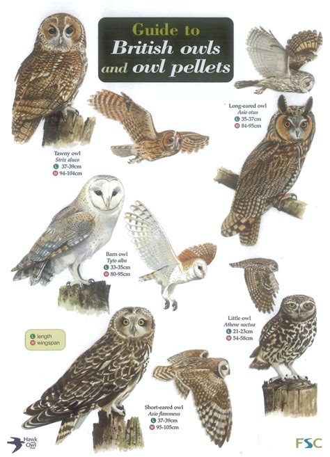 1000+ images about British owls on Pinterest | Canada, Gray and Mice