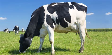 llamada editorial Escritura informacion sobre la vaca lechera camuflaje ...
