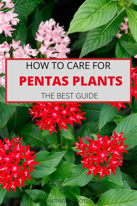 HOW TO CARE FOR PENTAS PLANTS THE BEST GUIDE | Plant care houseplant, Flower garden plants ...